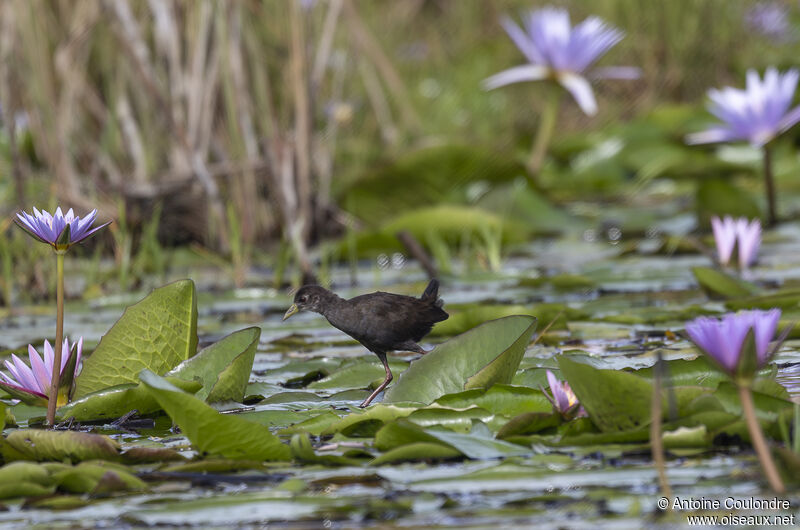 Black Crakejuvenile