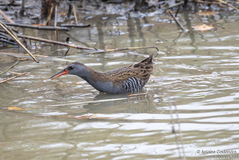 Râle d'eauadulte, pêche/chasse