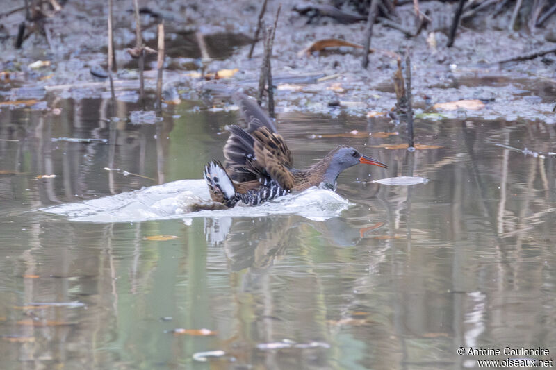 Râle d'eauadulte, pêche/chasse