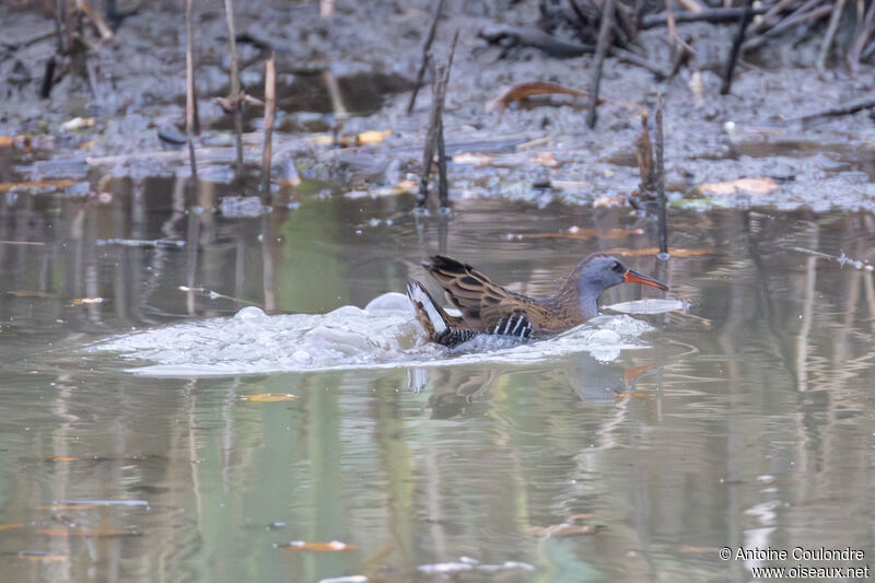 Water Railadult, fishing/hunting