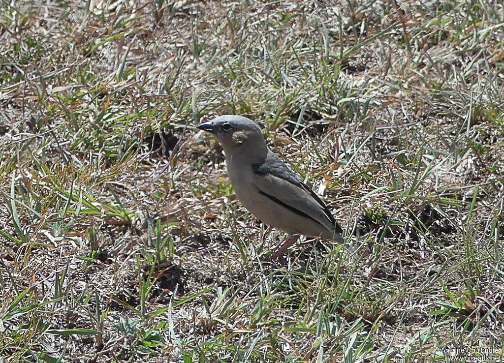 Républicain d'Arnaudadulte, mange