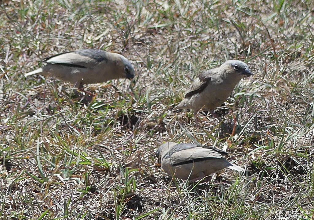 Républicain d'Arnaudadulte, mange