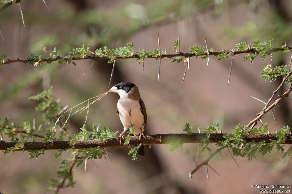 Black-capped Social Weaver