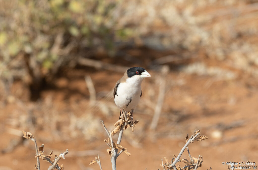 Black-capped Social Weaver