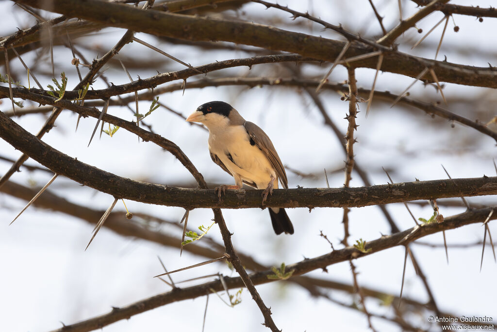 Black-capped Social Weaver