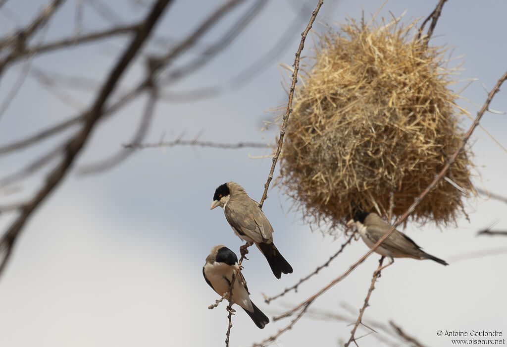 Black-capped Social Weaver