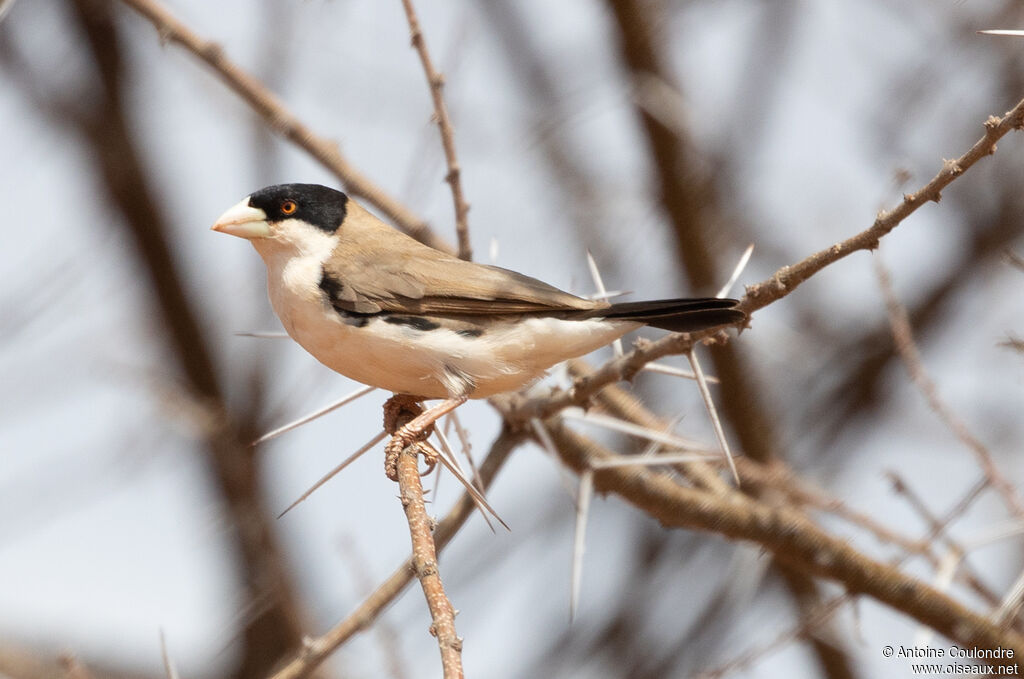 Black-capped Social Weaver