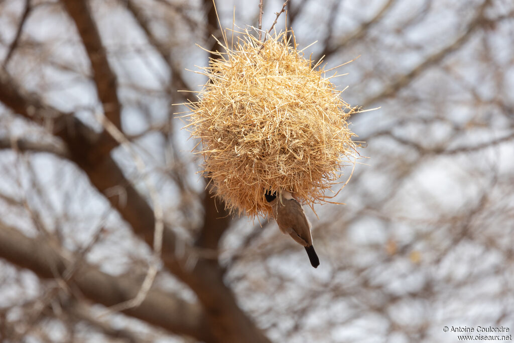 Black-capped Social Weaver