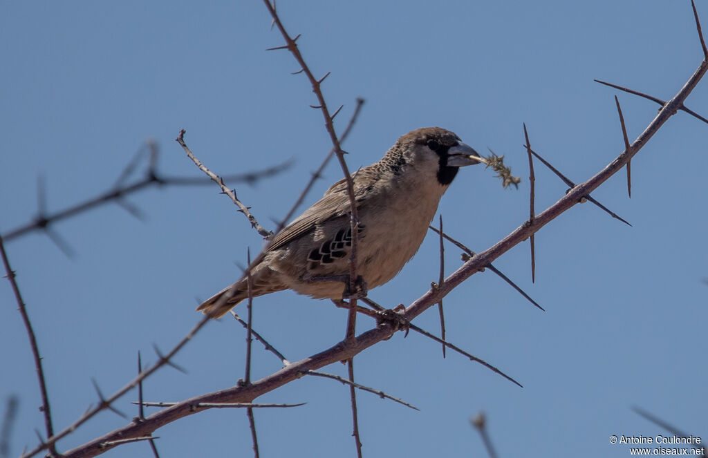 Républicain socialadulte nuptial, Nidification