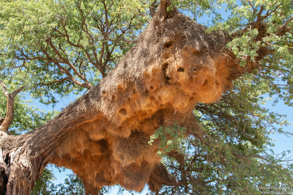 Républicain social, habitat