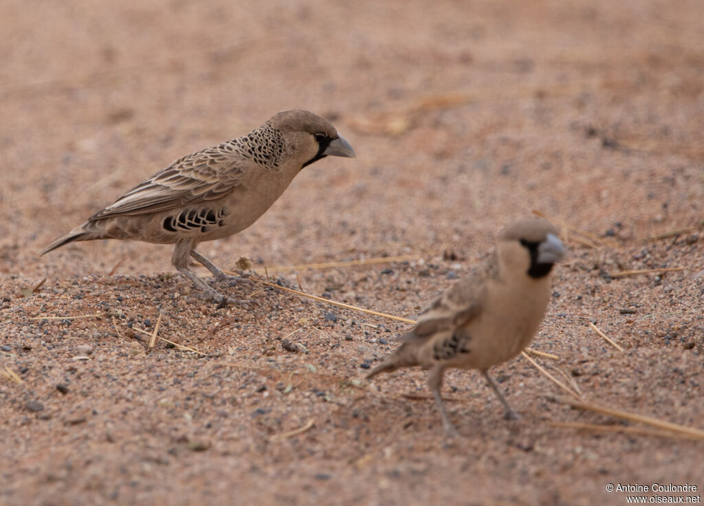 Républicain socialadulte, mange
