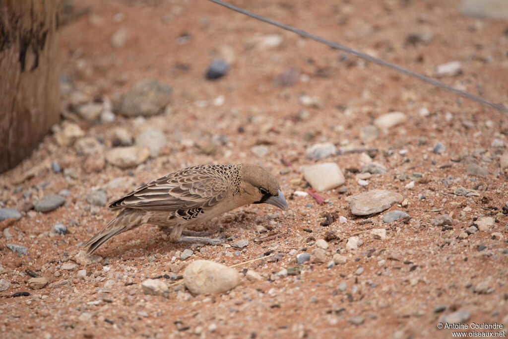 Républicain socialadulte nuptial, mange