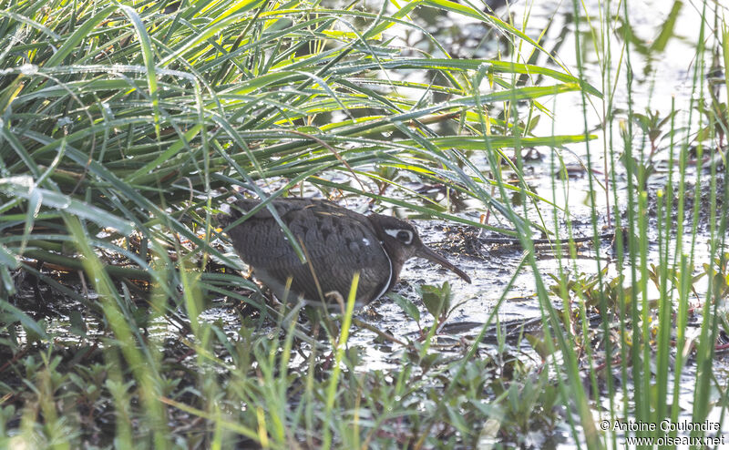 Greater Painted-snipe male adult