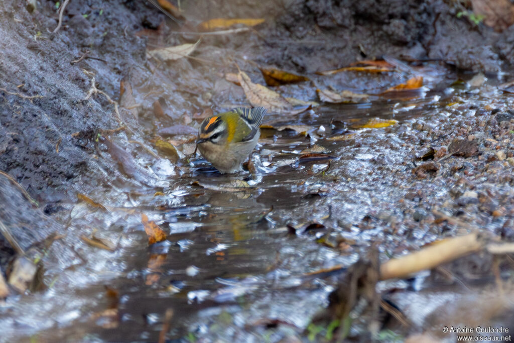Common Firecrest male adult