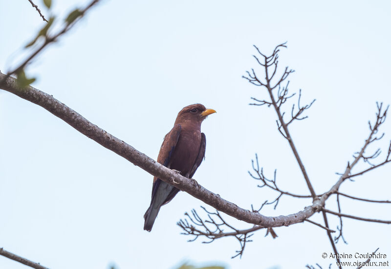 Blue-throated Rolleradult