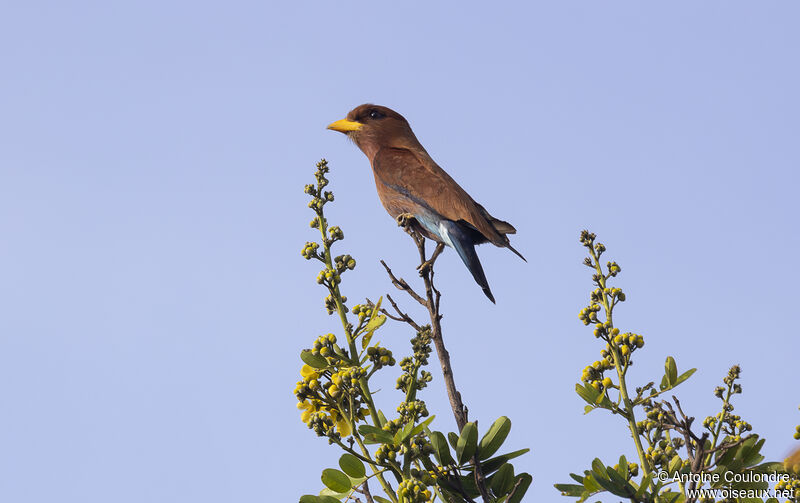 Blue-throated Rolleradult