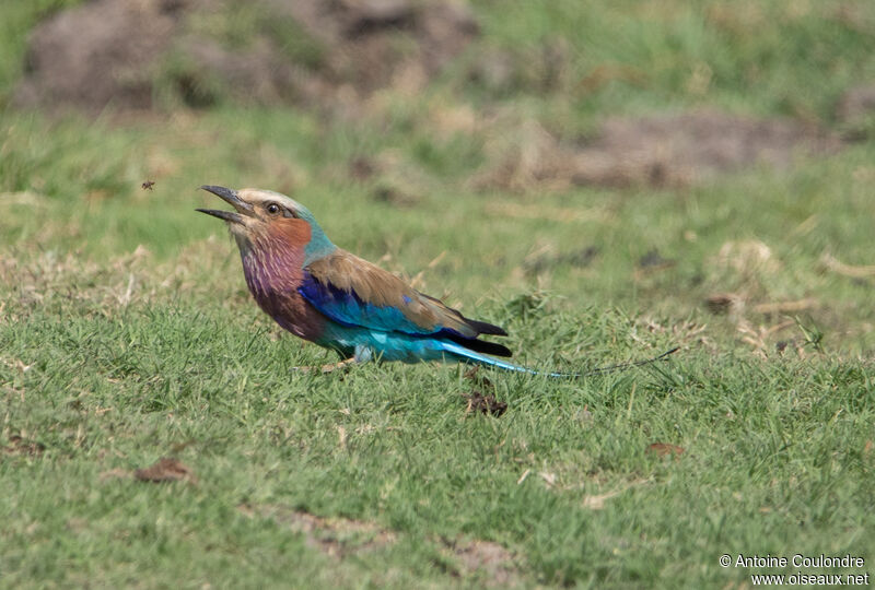 Lilac-breasted Rolleradult