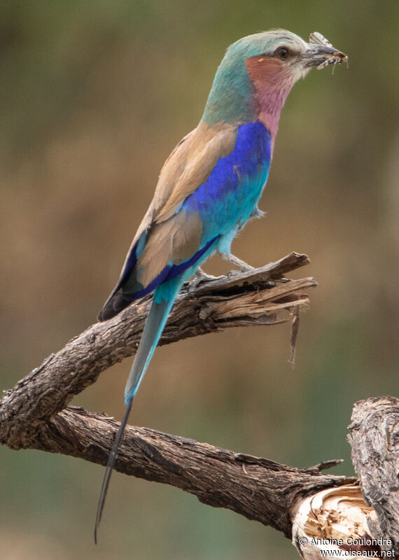 Lilac-breasted Rolleradult, fishing/hunting