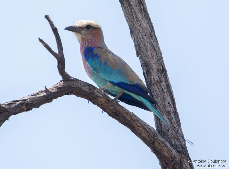 Lilac-breasted Rollerimmature