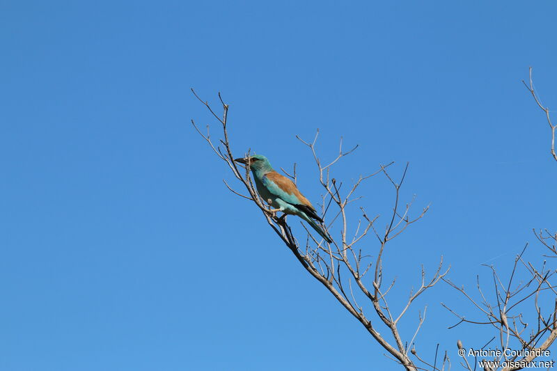 European Rolleradult