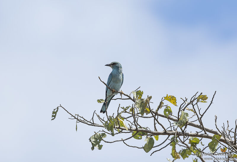 European Rolleradult