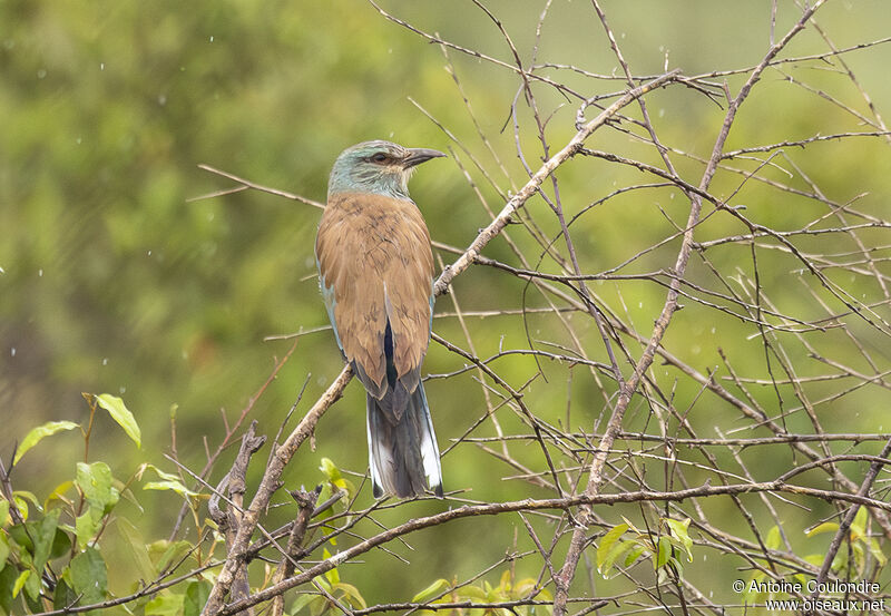 European Rolleradult