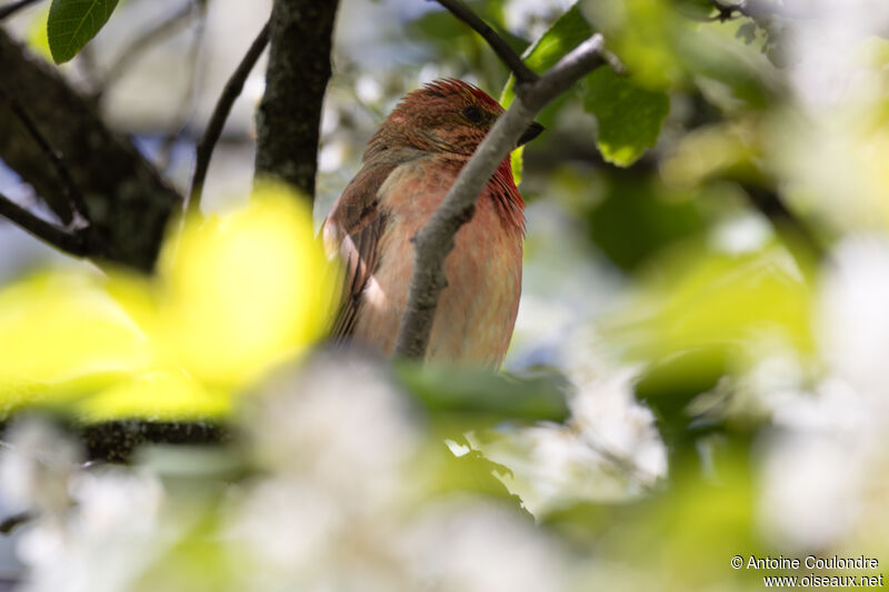 Common Rosefinch male adult breeding, song