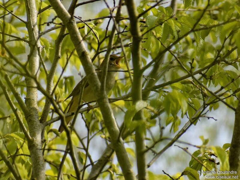 Common Nightingale male adult breeding, song