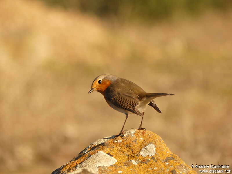 European Robinadult