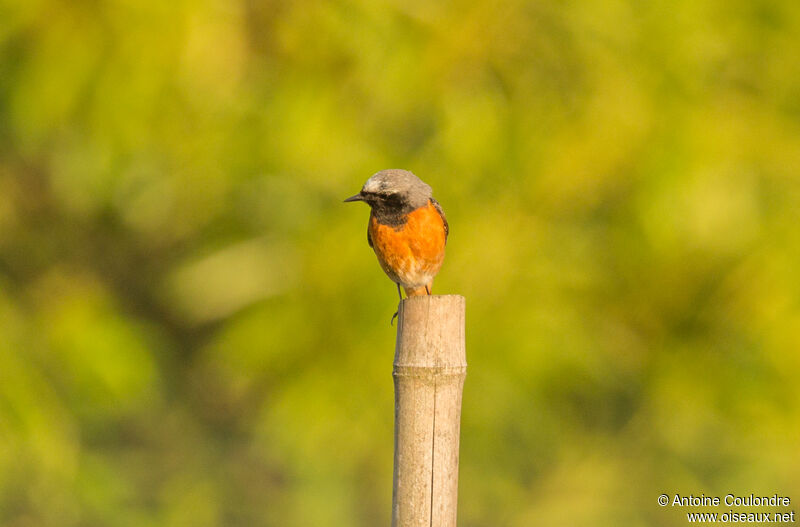 Common Redstart male adult breeding