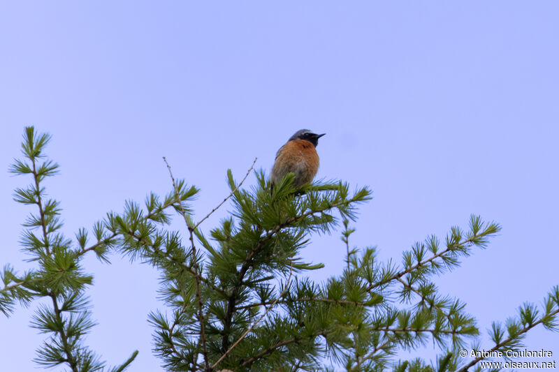 Common Redstart male adult breeding