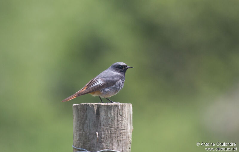 Black Redstart male adult breeding