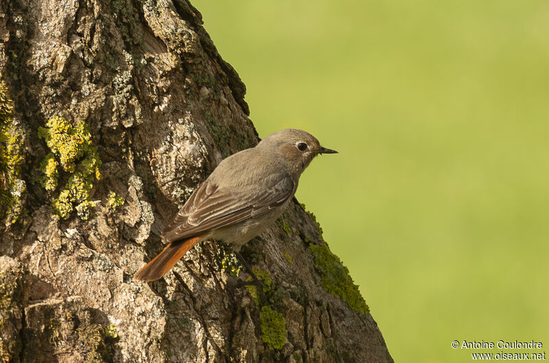 Black Redstart female adult