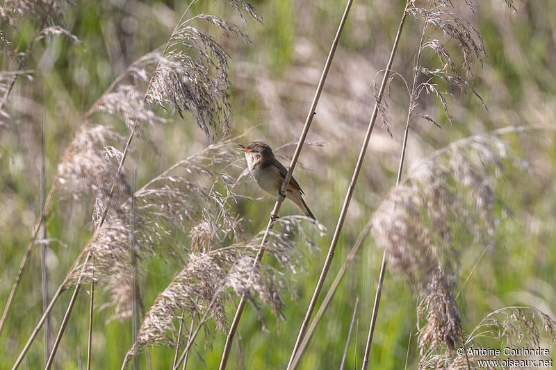 Common Reed Warbler male adult breeding, song