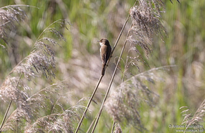 Common Reed Warbler male adult