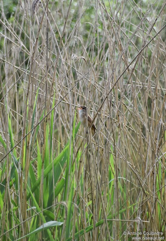 Great Reed Warbler male adult breeding, song