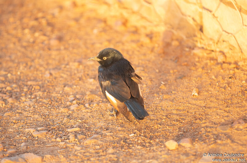 Pale-winged Starlingadult