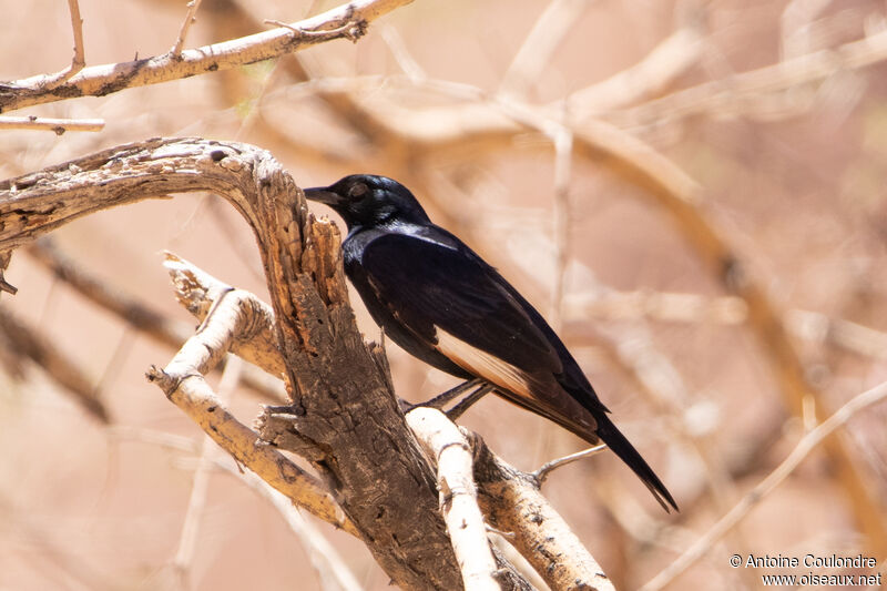 Pale-winged Starlingadult