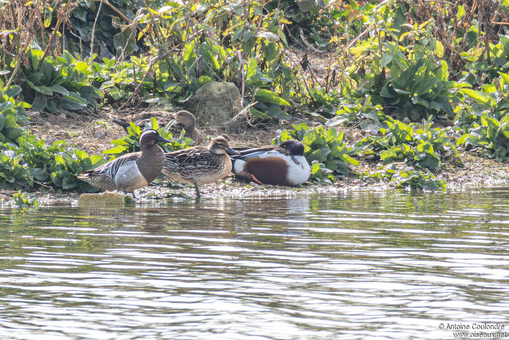 Sarcelle d'étéadulte nuptial