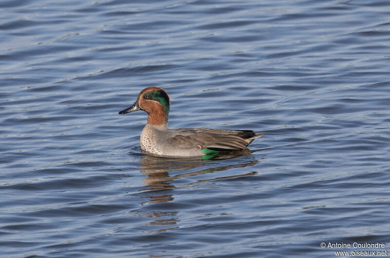 Eurasian Teal male adult