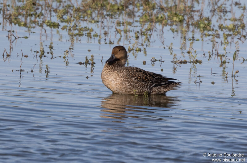 Eurasian Teal female adult