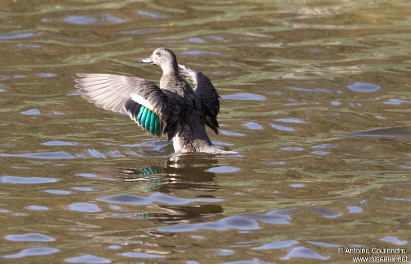 Eurasian Teal female adult