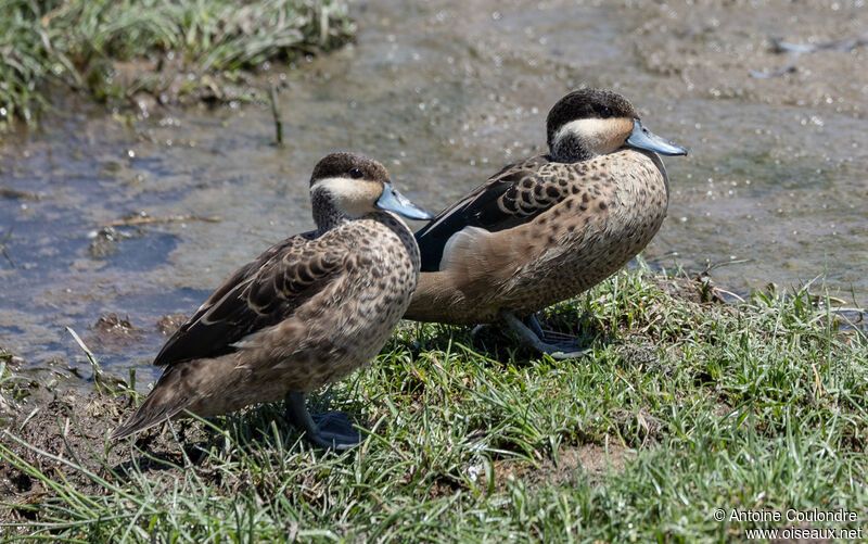 Blue-billed Tealadult