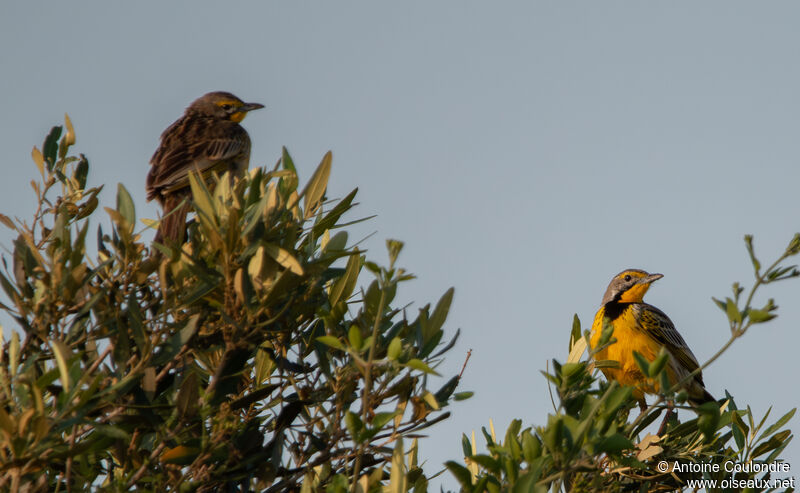 Yellow-throated Longclawadult