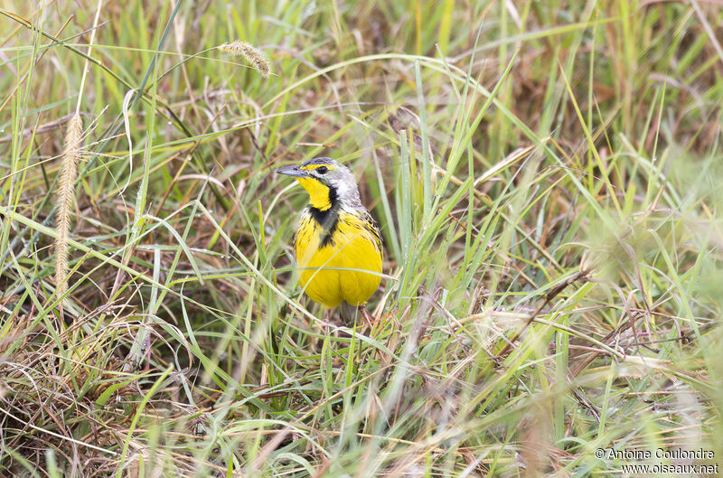 Yellow-throated Longclawadult