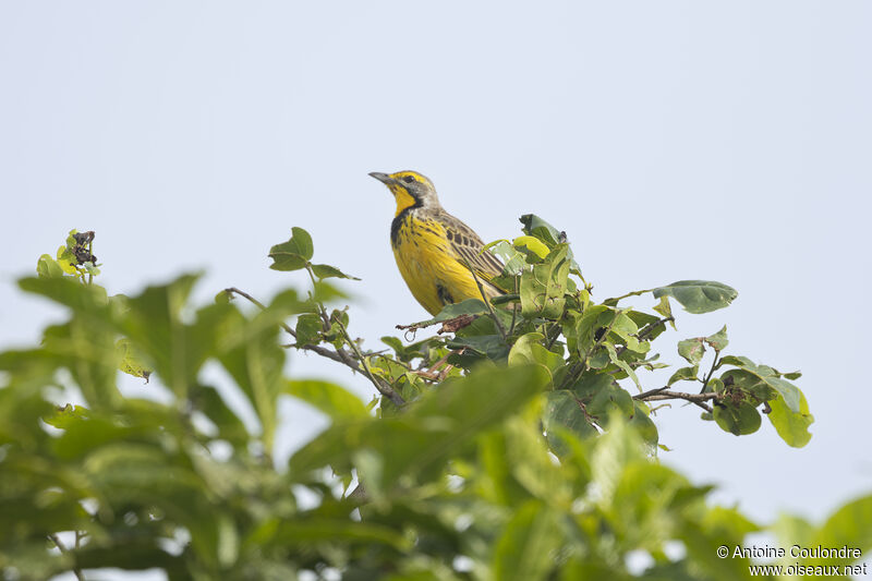 Yellow-throated Longclawadult