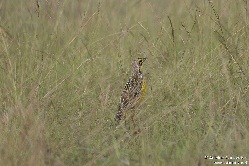 Yellow-throated Longclawadult