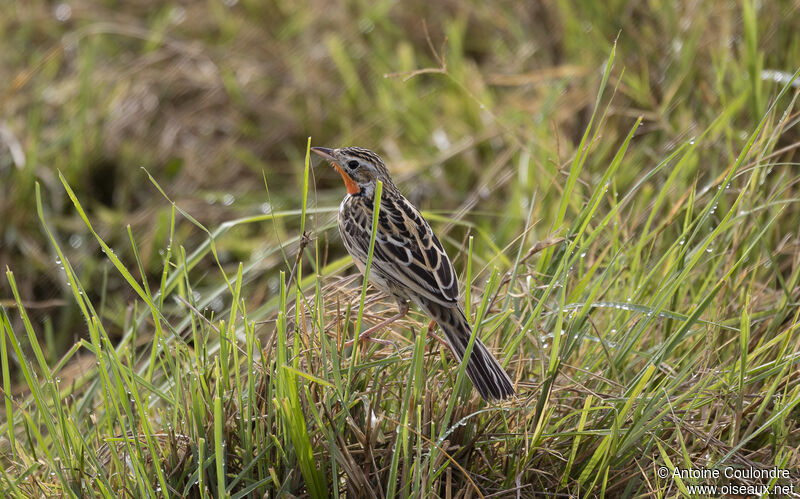 Rosy-throated Longclaw male adult breeding