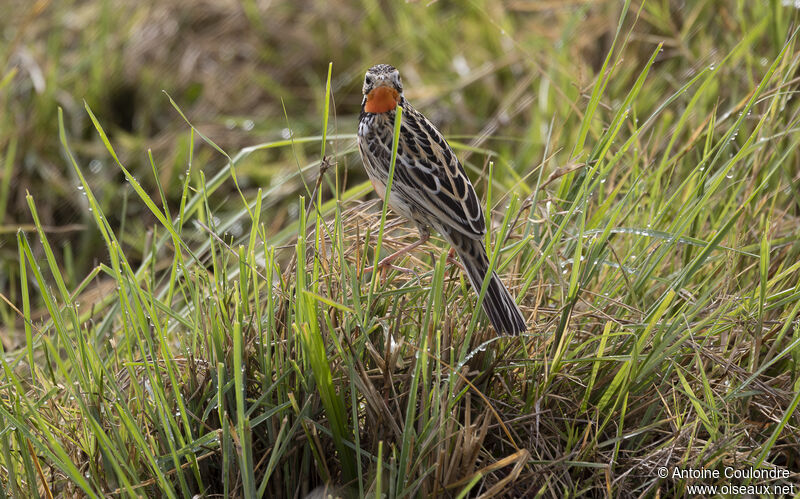 Rosy-throated Longclaw male adult breeding