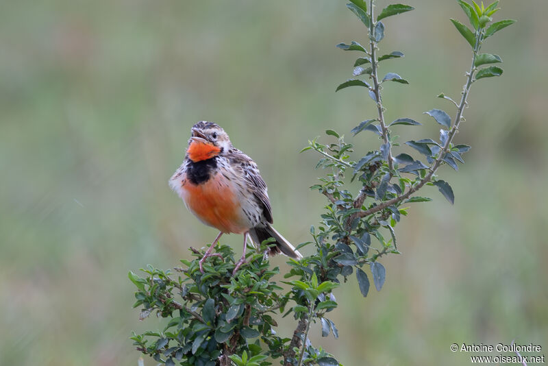 Rosy-throated Longclaw male adult breeding, song